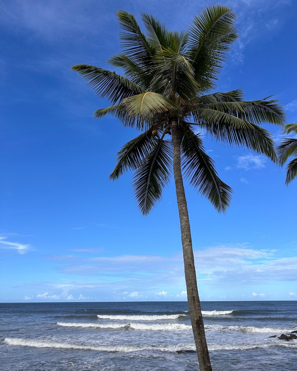 Coqueiro inclinado sobre a praia de Olivença, Bahia
